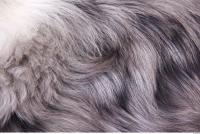 dog fur 0001